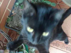 Gato raça Srd idade 1 ano nome Nao sabido