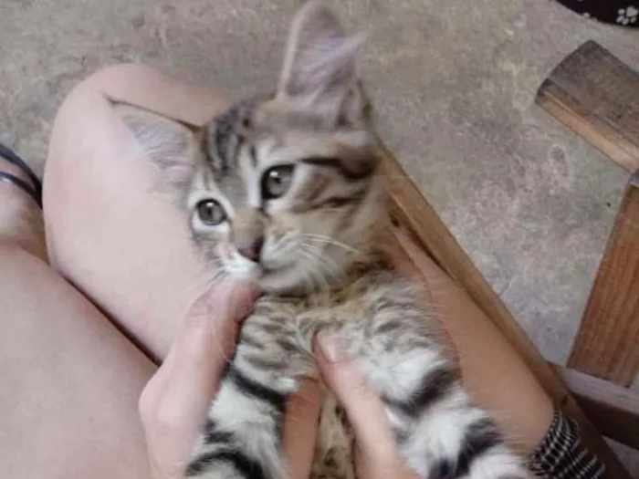 Gato ra a Gatos idade 2 a 6 meses nome Não tem