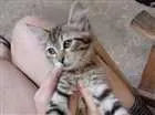 Gato raça Gatos idade 2 a 6 meses nome Não tem
