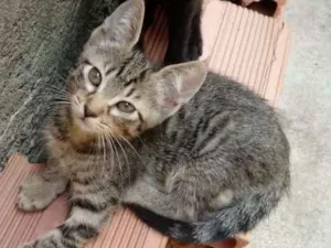 Gato raça Gatos idade 2 a 6 meses nome Sem nomes