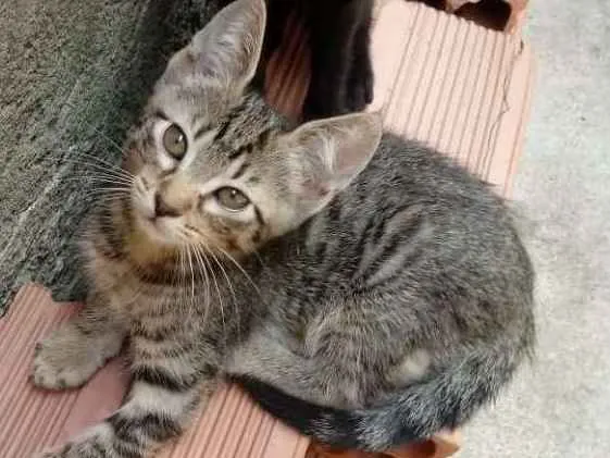 Gato ra a Gatos idade 2 a 6 meses nome Sem nomes