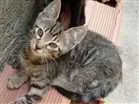 Gato raça Gatos idade 2 a 6 meses nome Sem nomes