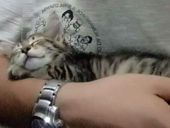 Gato ra a Gatos idade 2 a 6 meses nome Sem nomes