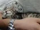 Gato raça Gatos idade 2 a 6 meses nome Sem nomes