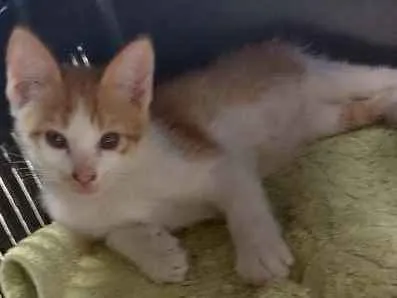 Gato ra a Srd idade Abaixo de 2 meses nome Não tem