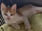 Gato raça Srd idade Abaixo de 2 meses nome Não tem