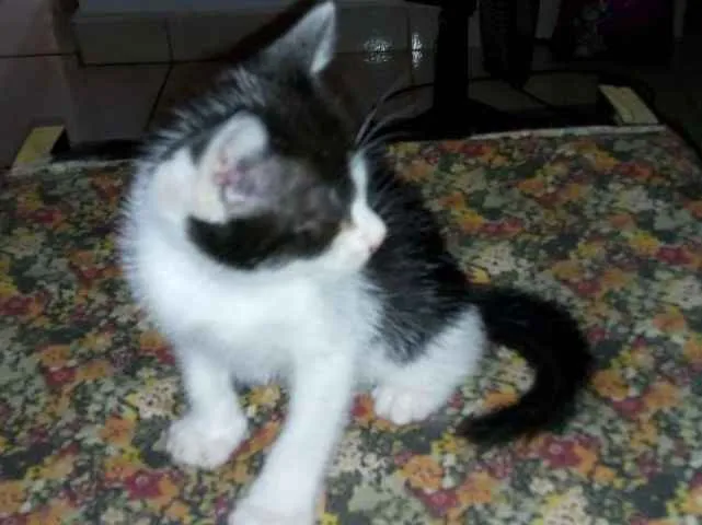 Gato raça  idade Abaixo de 2 meses nome Sem nome
