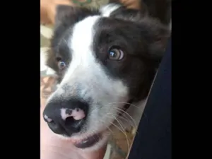 Cachorro raça Border collie idade 7 a 11 meses nome Bolt