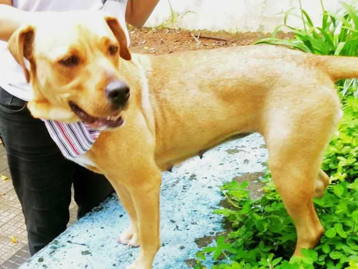Cachorro ra a Srd idade 2 anos nome Marron