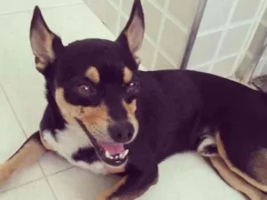 Cachorro raça srd idade 2 anos nome Zeca