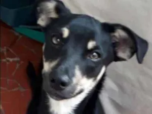 Cachorro raça Srd idade 2 a 6 meses nome Sem nome
