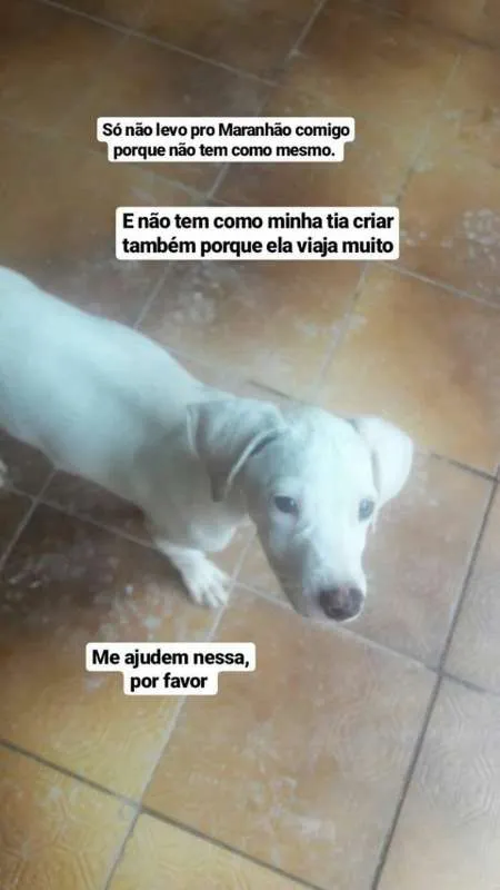 Cachorro ra a não sei idade 2 a 6 meses nome Não tem