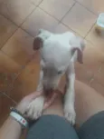 Não tem