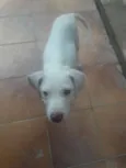 Não tem