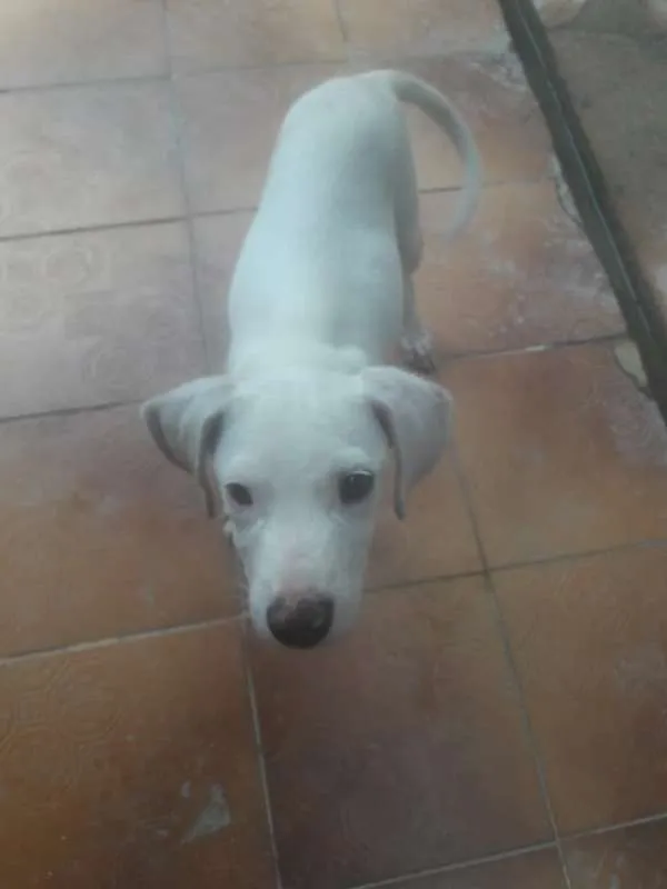 Cachorro ra a não sei idade 2 a 6 meses nome Não tem