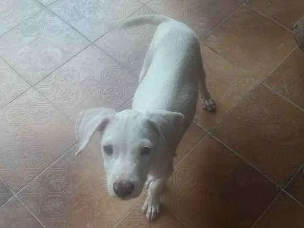 Cachorro ra a não sei idade 2 a 6 meses nome Não tem