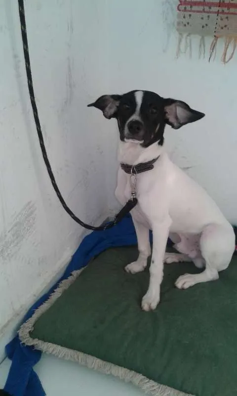 Cachorro ra a Vira lata idade 7 a 11 meses nome Bingo