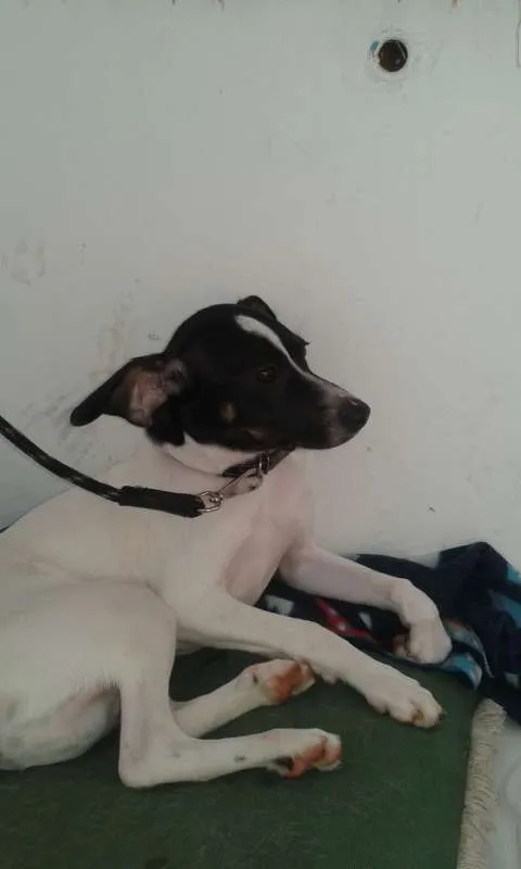 Cachorro ra a Vira lata idade 7 a 11 meses nome Bingo