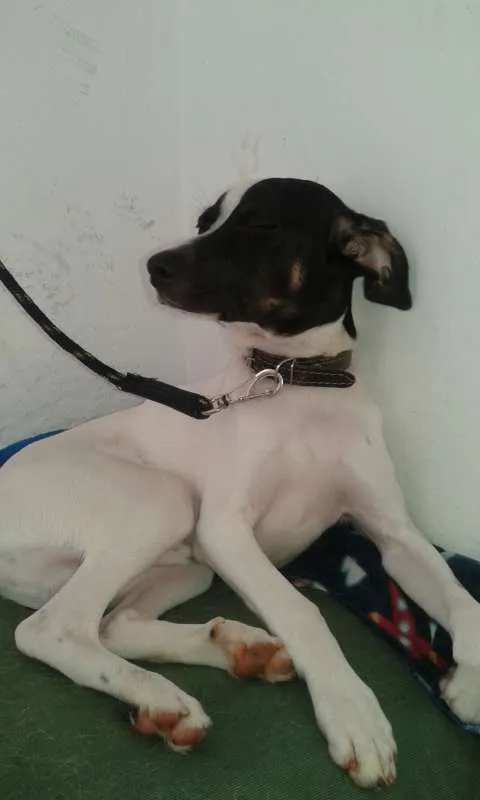 Cachorro ra a Vira lata idade 7 a 11 meses nome Bingo