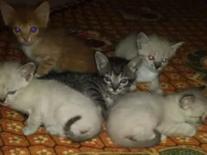 Gato raça S/R idade 2 a 6 meses nome Tigrinho