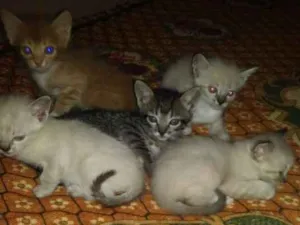 Gato raça S/R idade 2 a 6 meses nome Teo