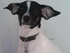 Cachorro ra a Vira lata idade 7 a 11 meses nome Bingo