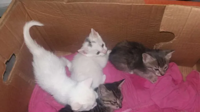 Gato raça Mestiço  idade Abaixo de 2 meses nome Gatinhos