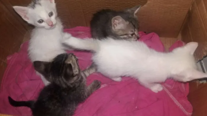 Gato raça Mestiço  idade Abaixo de 2 meses nome Gatinhos