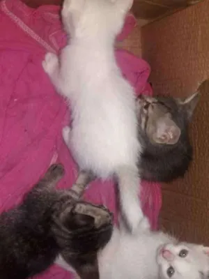 Gato raça Mestiço  idade Abaixo de 2 meses nome Gatinhos