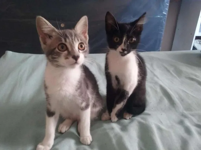 Gato ra a  idade 2 a 6 meses nome Fragolae/Piu Piu
