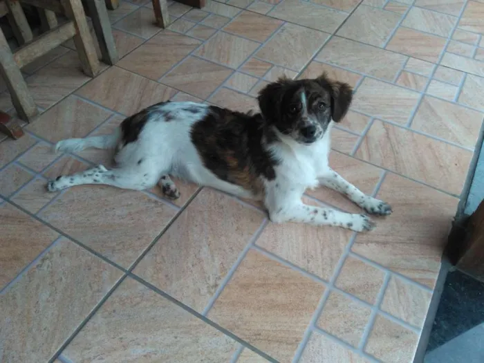Cachorro raça Mistura idade 7 a 11 meses nome Luna