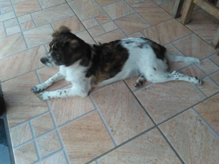 Cachorro raça Mistura idade 7 a 11 meses nome Luna