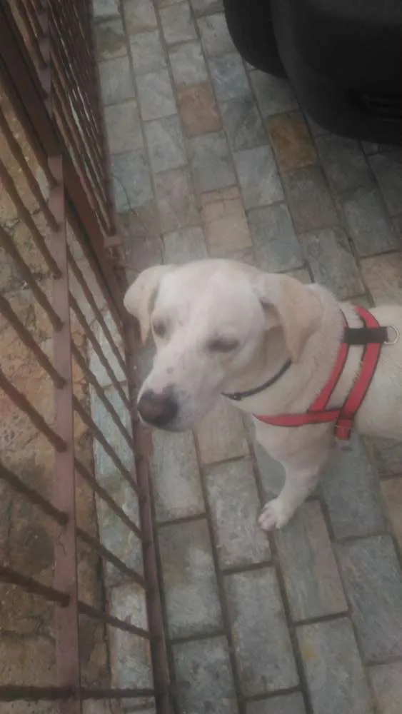 Cachorro ra a Srd (mistura de labrador) idade 2 anos nome Golden