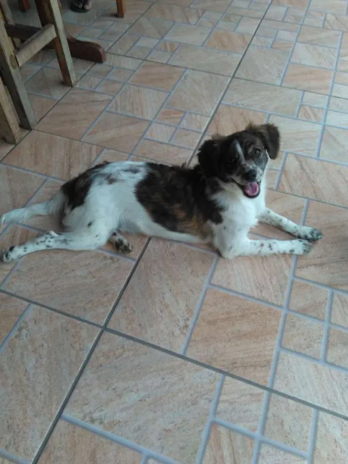Cachorro raça Mistura idade 7 a 11 meses nome Luna