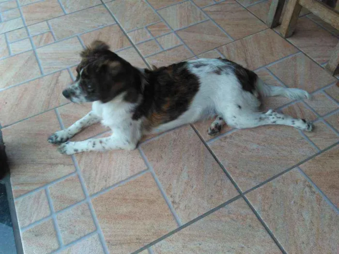 Cachorro raça Mistura idade 7 a 11 meses nome Luna