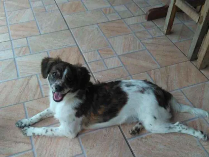 Cachorro raça Mistura idade 7 a 11 meses nome Luna