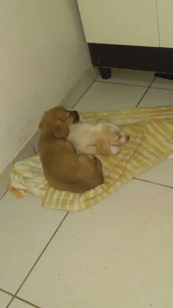Cachorro raça Sem raça idade Abaixo de 2 meses nome Sem nome