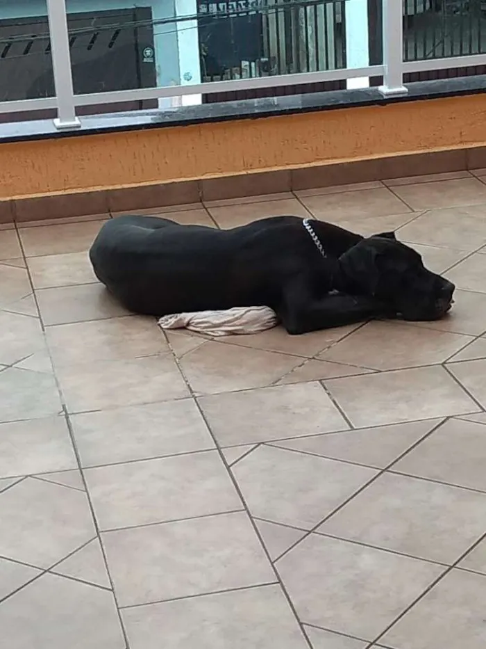 Cachorro ra a Dog alemão idade 2 a 6 meses nome Dory