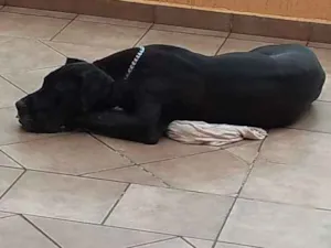 Cachorro raça Dog alemão idade 2 a 6 meses nome Dory