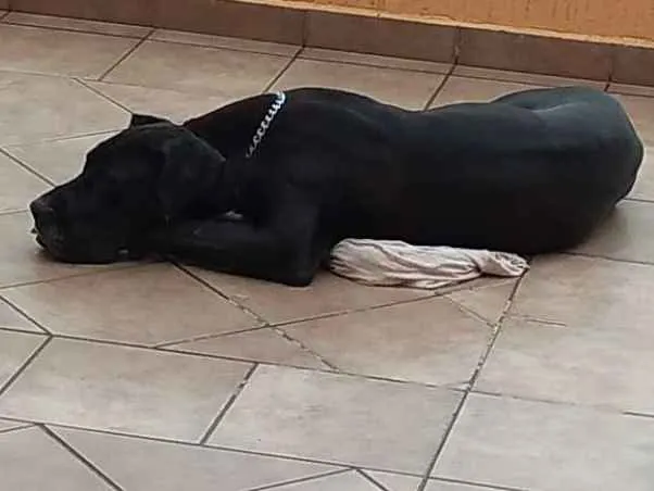 Cachorro ra a Dog alemão idade 2 a 6 meses nome Dory