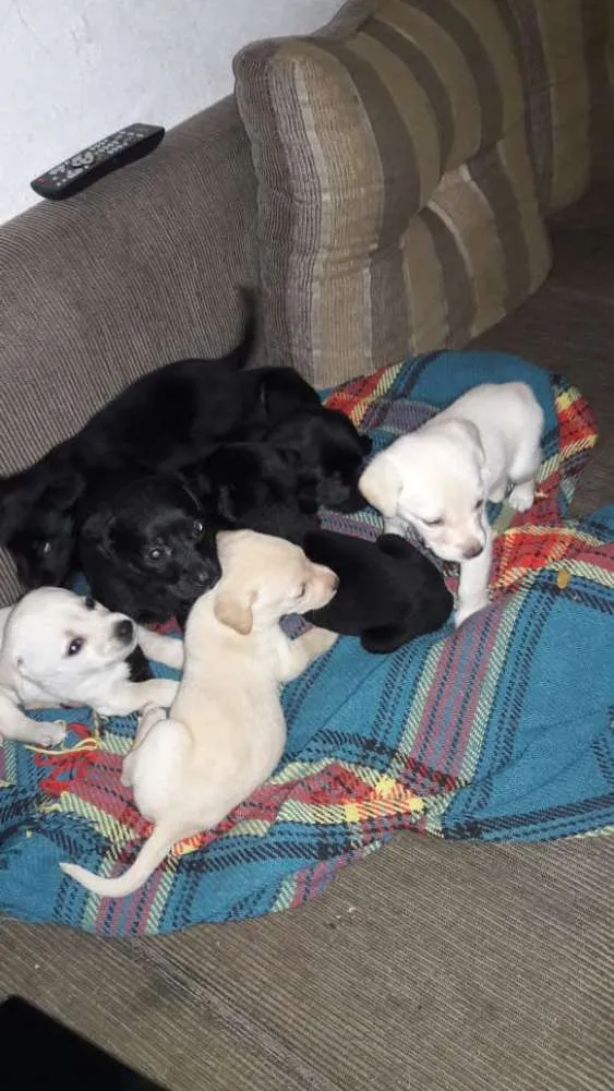 Cachorro ra a Labrador misturado idade Abaixo de 2 meses nome Macho Melo e irmão