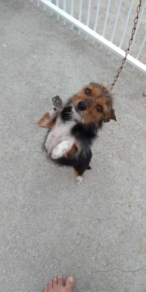 Cachorro ra a  idade 7 a 11 meses nome Terrorista