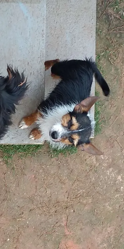 Cachorro ra a  idade 7 a 11 meses nome Terrorista