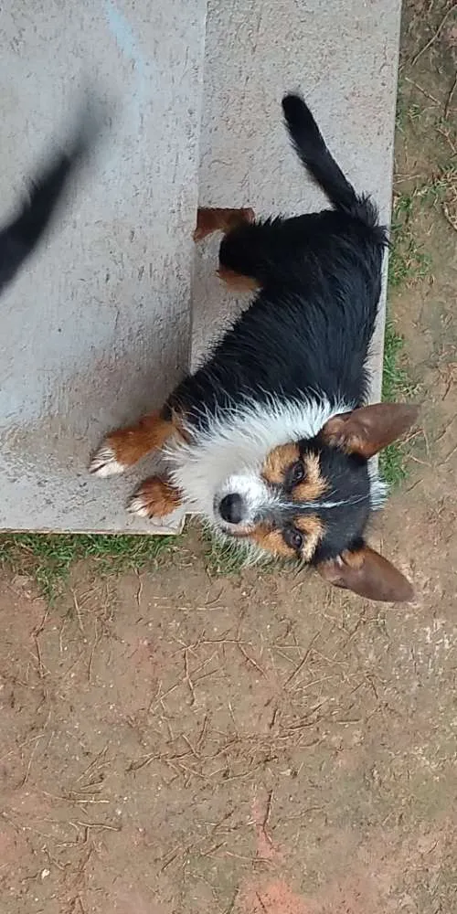 Cachorro ra a  idade 7 a 11 meses nome Terrorista