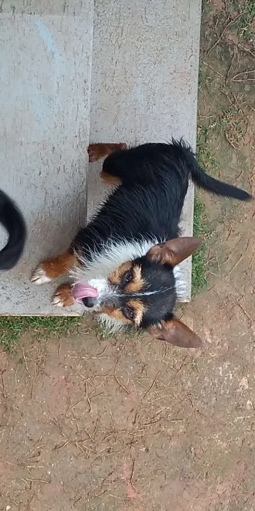 Cachorro ra a  idade 7 a 11 meses nome Terrorista