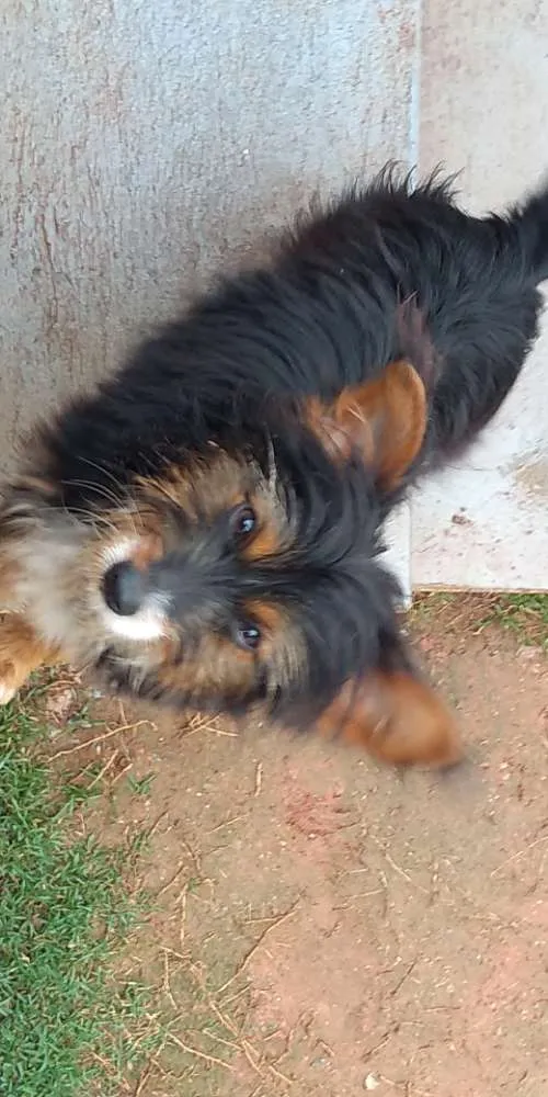 Cachorro ra a  idade 7 a 11 meses nome Terrorista