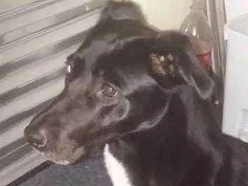 Cachorro ra a Vira lata  idade 5 anos nome Lory