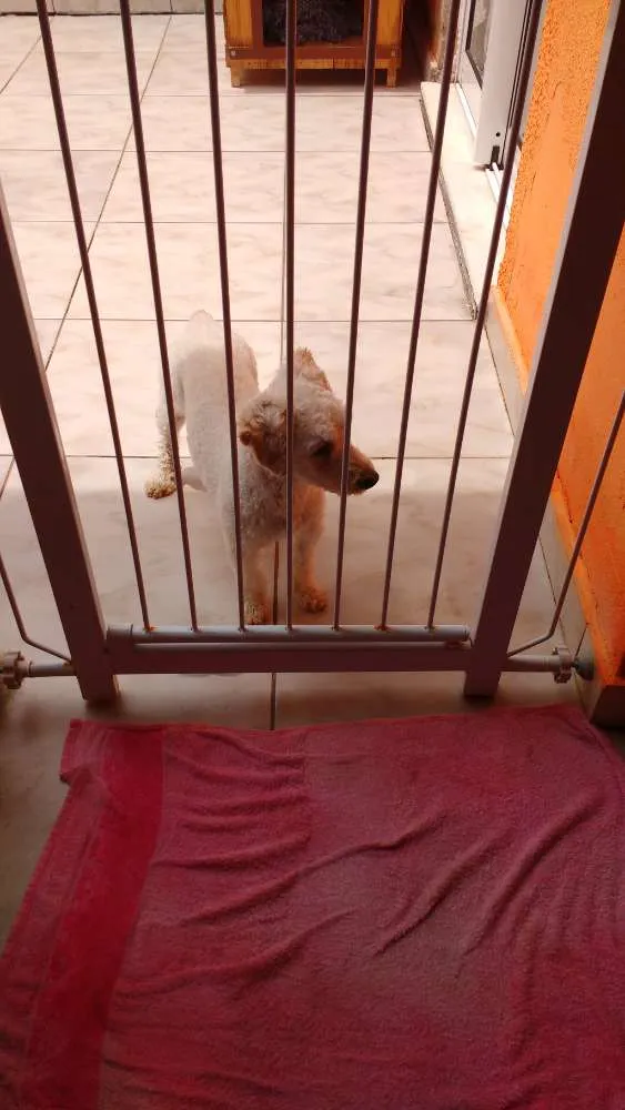 Cachorro ra a Poodle idade 2 anos nome Bidu