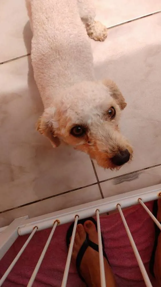 Cachorro ra a Poodle idade 2 anos nome Bidu