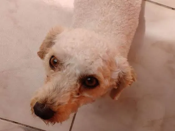 Cachorro ra a Poodle idade 2 anos nome Bidu